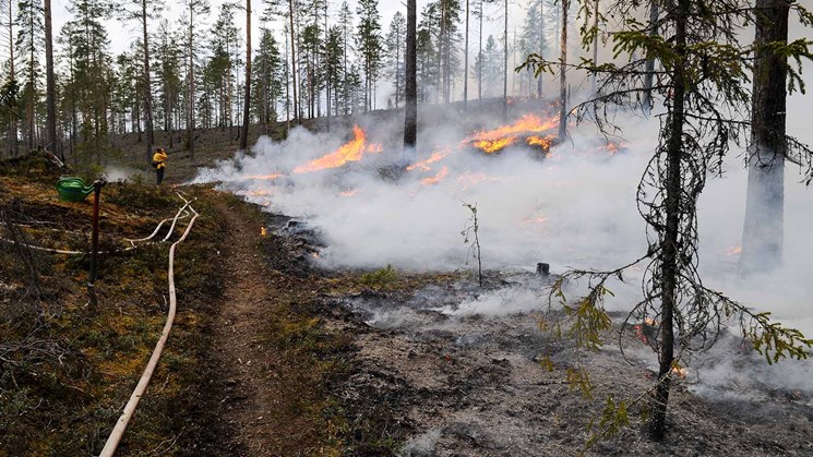 Naturvårdsbränning